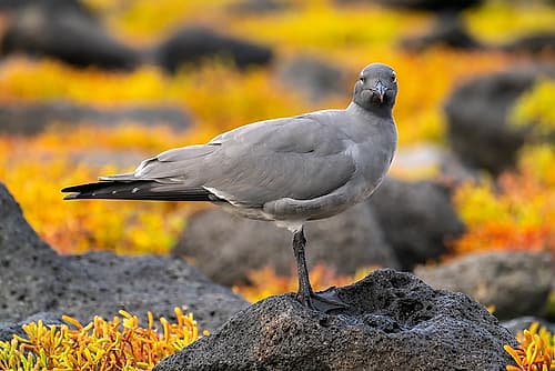 Ecuador-Galapagos National Park-Mosquera Island. Lava gull close-up. Art Print
